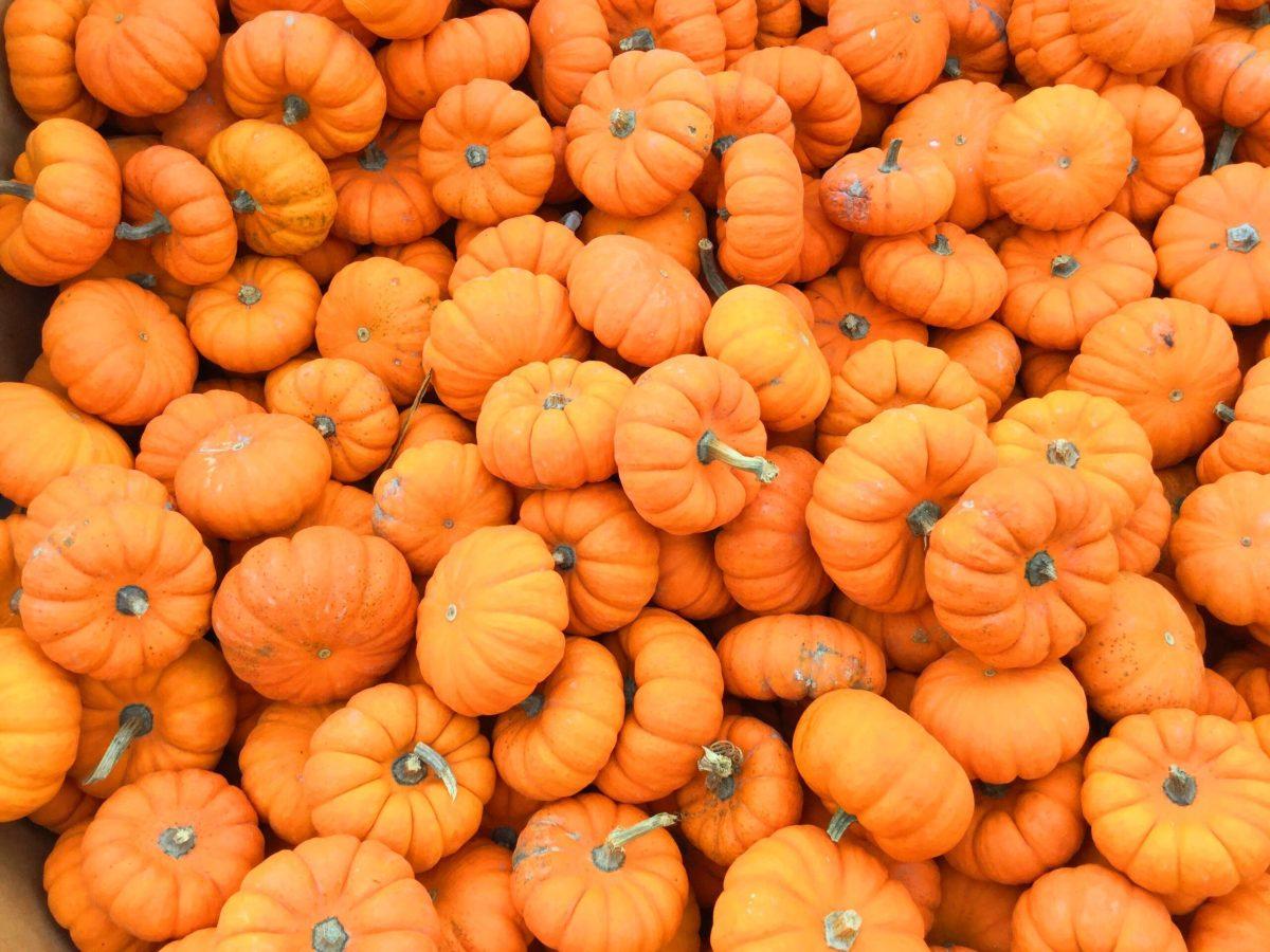 To Die For Pumpkin Recipes For Your Fall Season