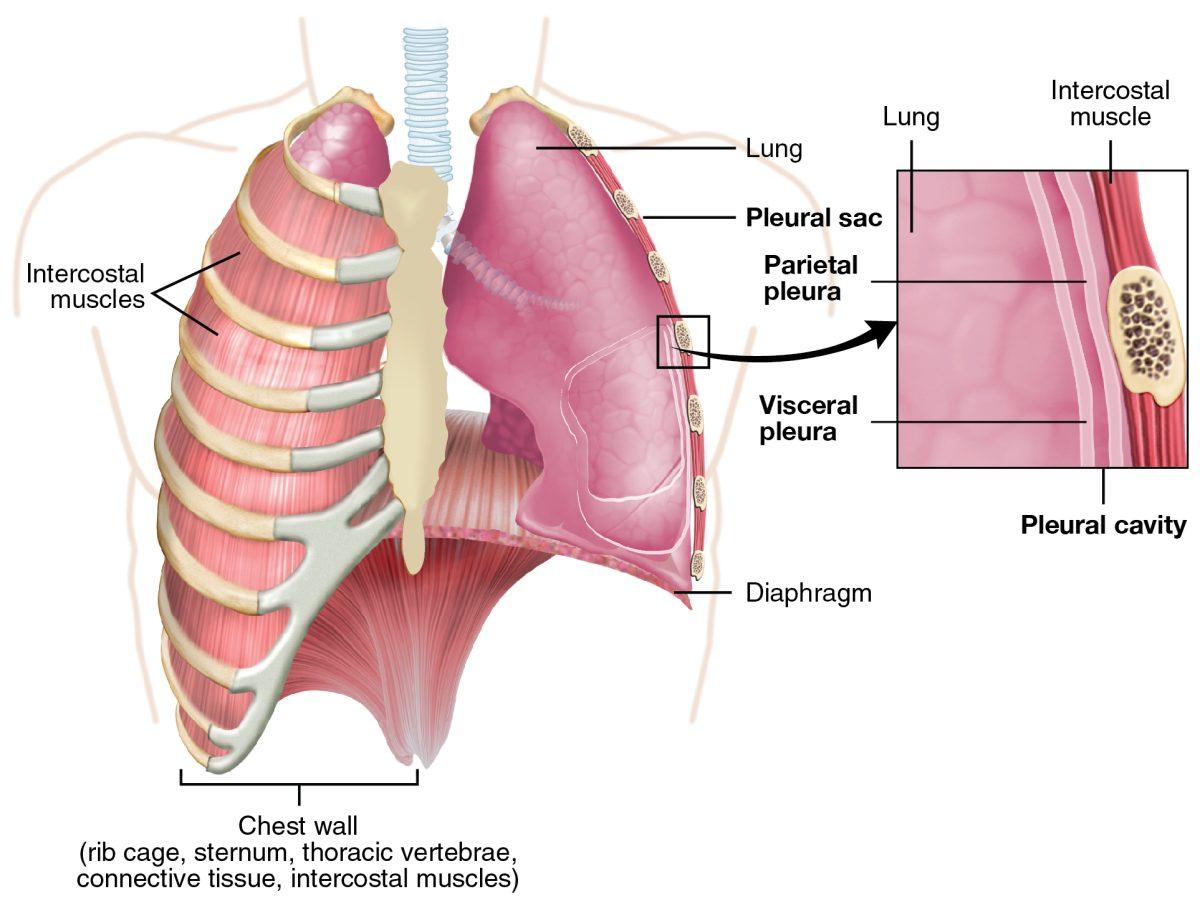 What are hiccups and why do we have them?