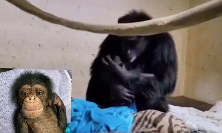 Baby chimpanzee born at Sedgwick County Zoo