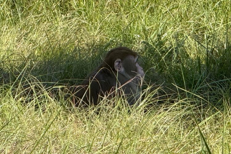 Local Mom Kills Escaped Lab Monkey in Fear- Driven Act