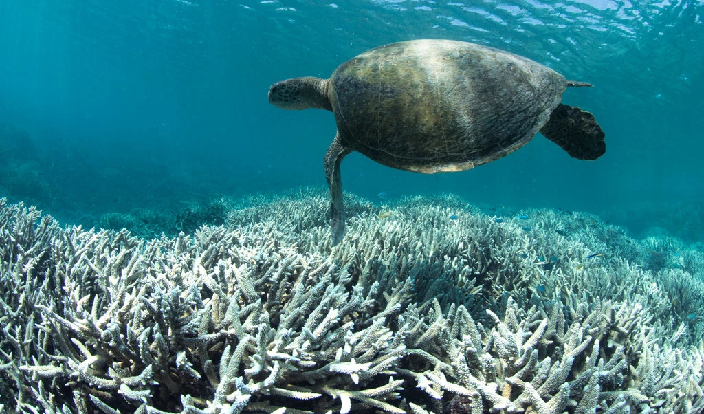 The Coral Reefs Are Dying.