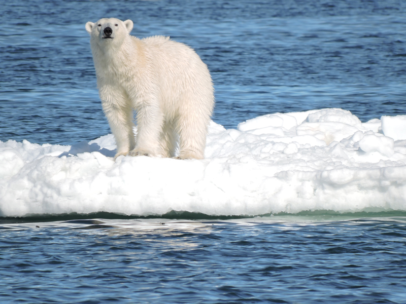 Polar Bears Habitats are Melting Away